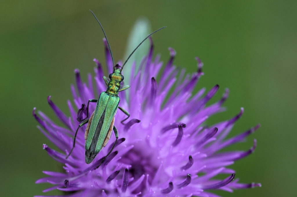 A slender beetle with very long antennae is crawling on the bushy blossom of a meadow flower.