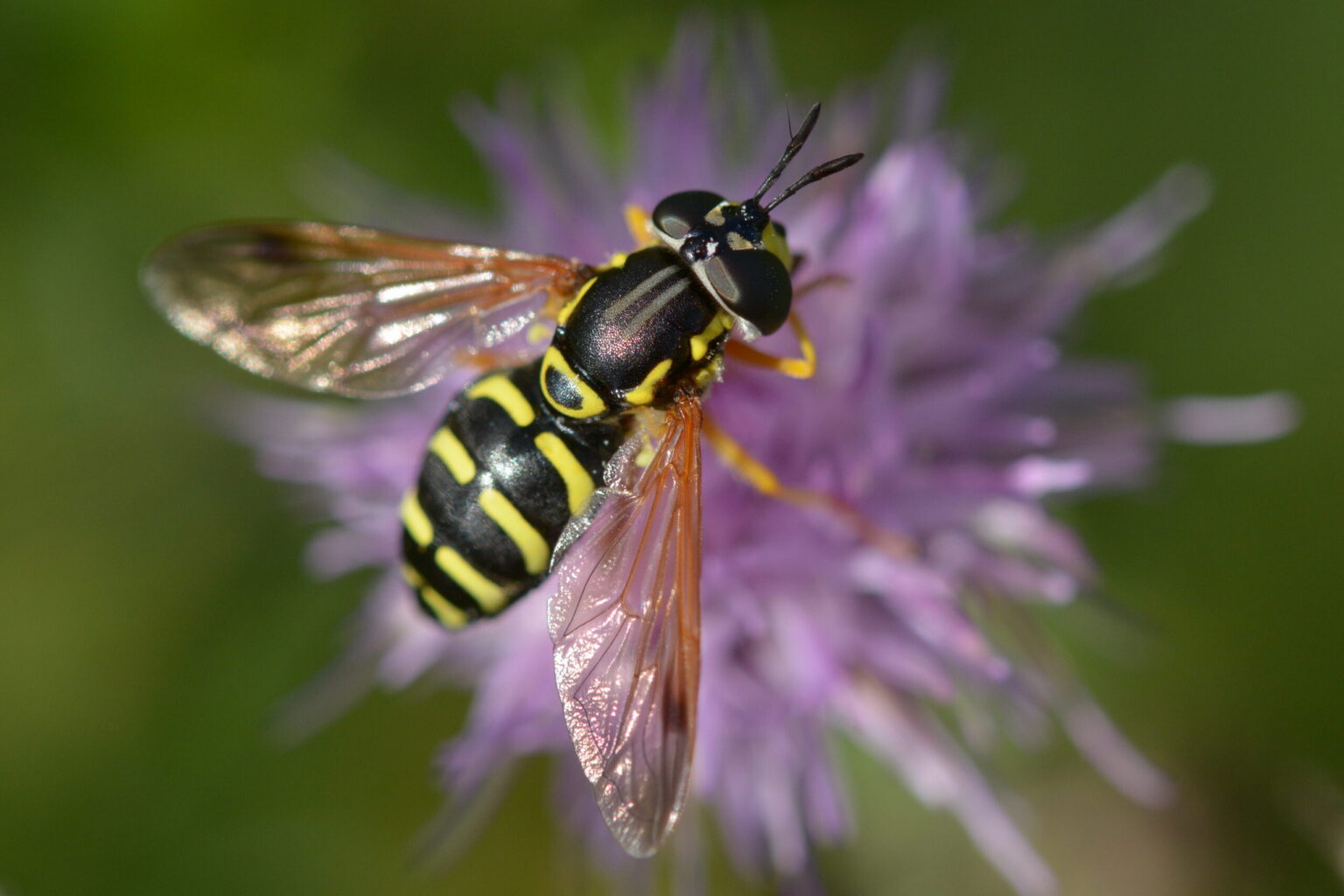 Schwebfliege sammelt Nektar auf einer Flockenblume.