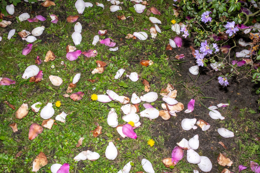 A grassy ground covered with pink and white flowers.