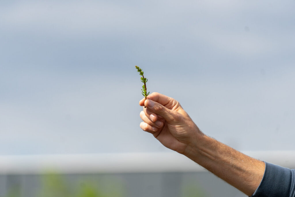 Outdoors under a blue sky, a hand holds up the stem of a wildflower.
