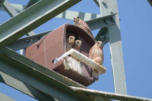 Drei Turmfalkenküken sitzen im Sonnenschein zusammen.